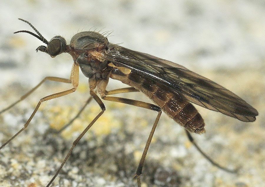 Empididae ?
